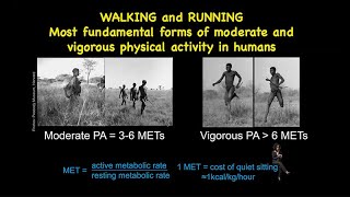 The Evolution of Human Physical Activity - Running and the Brain