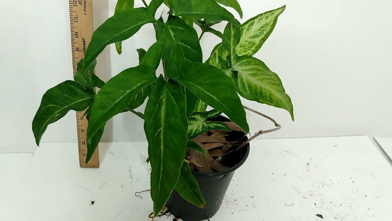 Mature Vining Three-Lobed Syngonium Arrowhead For Sale RedneckShrek Etsy