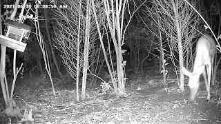 Deer Eating at Night from a Bird Feeder