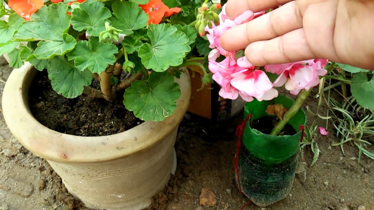 247,,,How to grow Geranium from cutting Urdu hindi YouTube