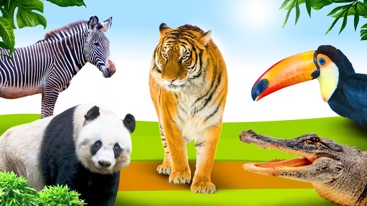 federatie lont inch Learn jungle animals 🐯 Educational video for toddlers - Dutch - YouTube