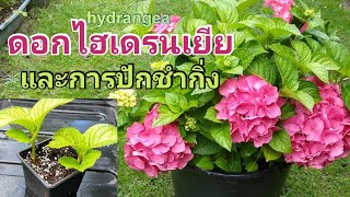 ดอกไฮเดรนเยียและการขยายพันธุ์โดยการปักชำกิ่ง 🌺🌺🌺 hydrangea and how to take cuttings (20 Aug. 21)