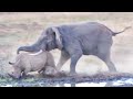 Elephant Tramples Rhino & Baby!