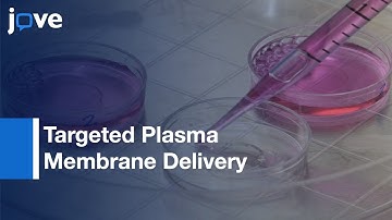 Hydrophobic Cargo Encapsulated In Liquid Crystal Nanoparticle Carrier l Protocol Preview