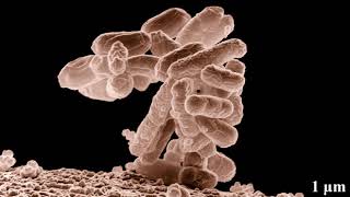 Plant microbiology | Wikipedia audio article