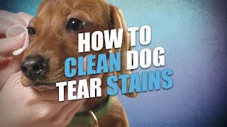 dog eye stains cause