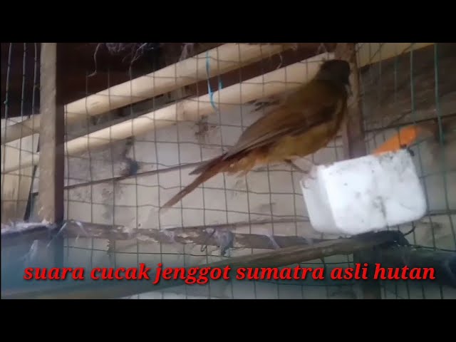 suara asli burung cucak jenggot sumatra class=