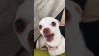 My chihuahua started to talking