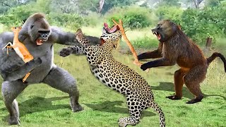 Impossible!! Baboon Save Impala From Leopard Jumps Tall Tree To Ambush || Animal Attack
