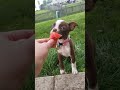 Baby Boston Nummies