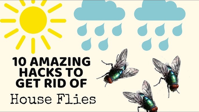 How to Get Rid of Flies Indoors