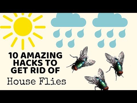 10 Cleaning Hacks to get rid of HOUSE FLIES in Monsoons - TESTED! | Non-Toxic ways