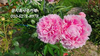5월의 행복한 정원 윤지희 사주카페 010-6271-8978