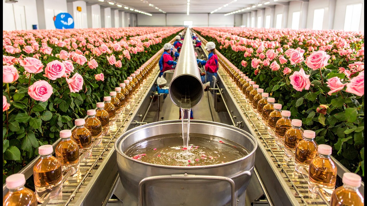 The Amazing Journey of Roses | Rose Farming, Harvest & Perfume ...