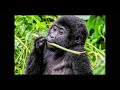 Time with SilverBack Gorillas
