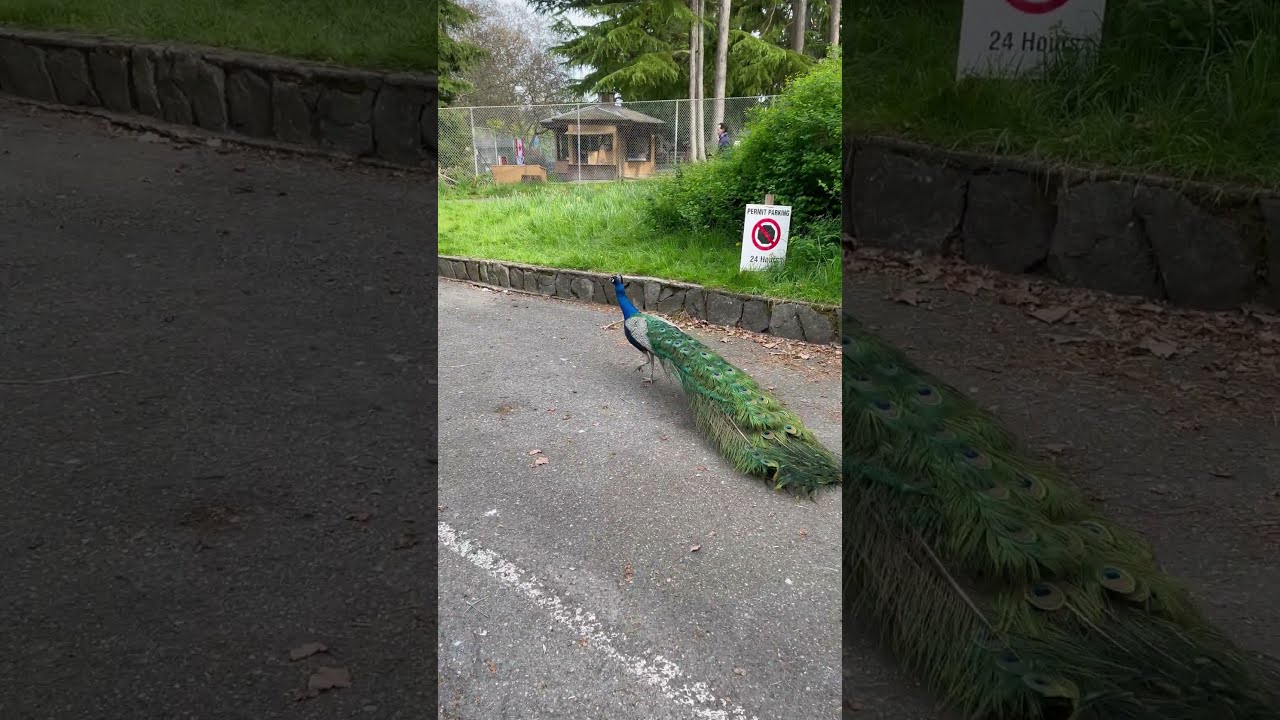 Lost Peacock