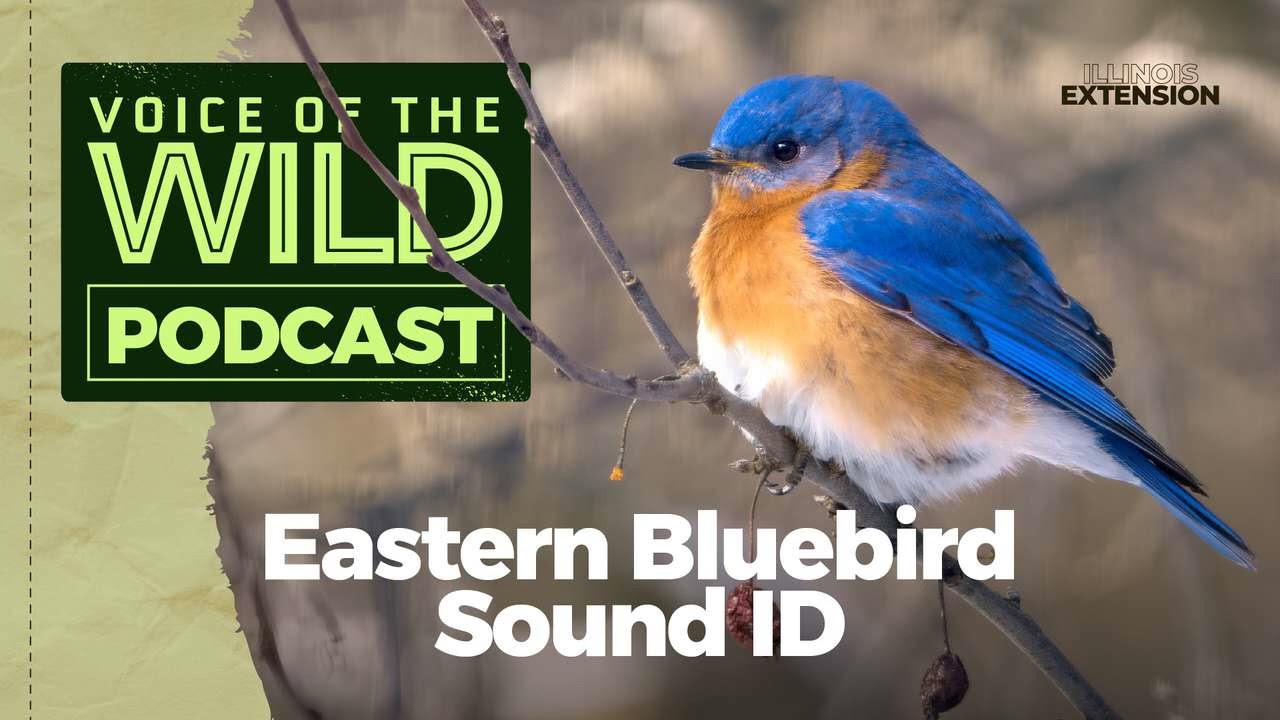 Episode 27: Eastern Bluebird – Voice of the Wild - YouTube