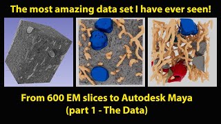 Electron Microscope volume rendered in Autodesk Maya