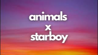 Animals x Starboy Tiktok Remix Full Version | Maroon 5 x The Weeknd Mashup