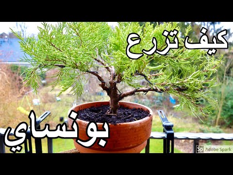 فيديو: ما هي بونساي؟ كيف تنمو شجرة مصغرة في المنزل؟