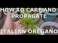 How to Care and Propagate Oregano (Culinary type)