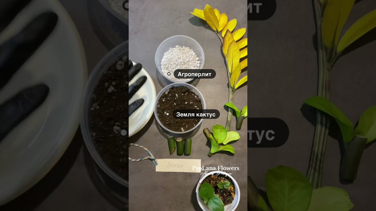 Укореняем черешки Зензи (замиокулькас). Бульбы ч/з 60 дней