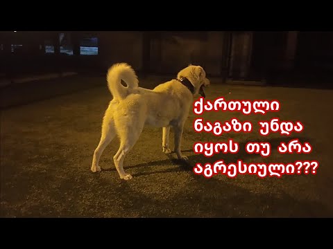 როგორი უნდა იყოს ქართული ნაგაზი ქალაქის პირობებში და რა ფუნქციას უნდა ასრულებდეს??? მეთანხმებით???