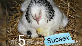 5 Most Broody Chicken Breeds