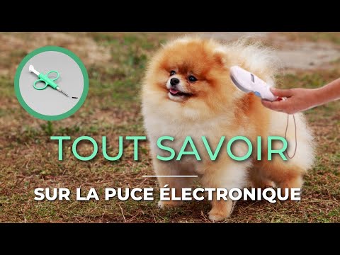 🐶 Everything You Need to Know About Microchipping? 🐾 : ✦ 100% #POMERANIAN