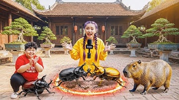 Capybara và cuộc thi đấu bọ với Tí béo #capybara