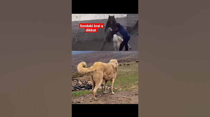 dev saf kangallar ayı ile oynaması #shortis #wolf #kurt #kangal #vahşihayvanlar #cahitcebe