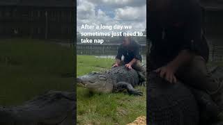 Famous Nap time with a 12 ft alligator! Wealth