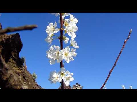 Video: ¿Florecen los ciruelos antes que las hojas?