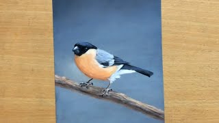 Pastels on Sandpaper - Bullfinch Drawing screenshot 4