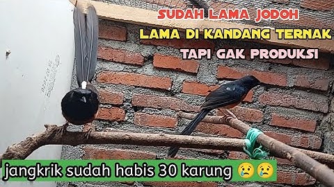 solusi murai sudah lama jodoh gak mau produksi