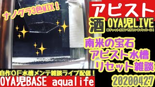 【OYA児LIVE】アピストグラマ水槽リセット！OYA児BASEリビングの多段循環式オーバーフロー水槽リセット作業メンテ雑談LIVE／アロワナ、古代魚、キンペコ、アドケタ 【APMS】20200427