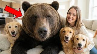 My 730 Pound BEAR... My Golden Retrievers Are His Moms! 🐻🐕🐕🐕