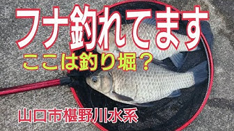 マブナ Youtube