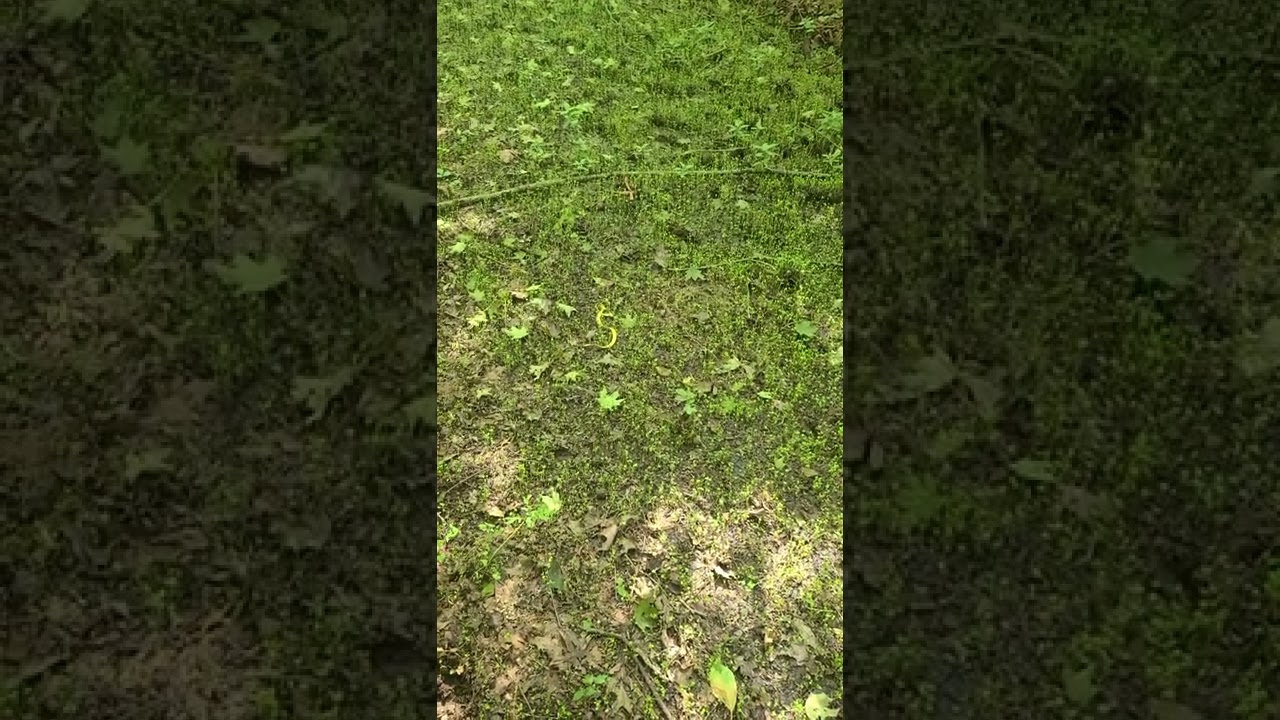 Whitetail Institute No till food plot seed