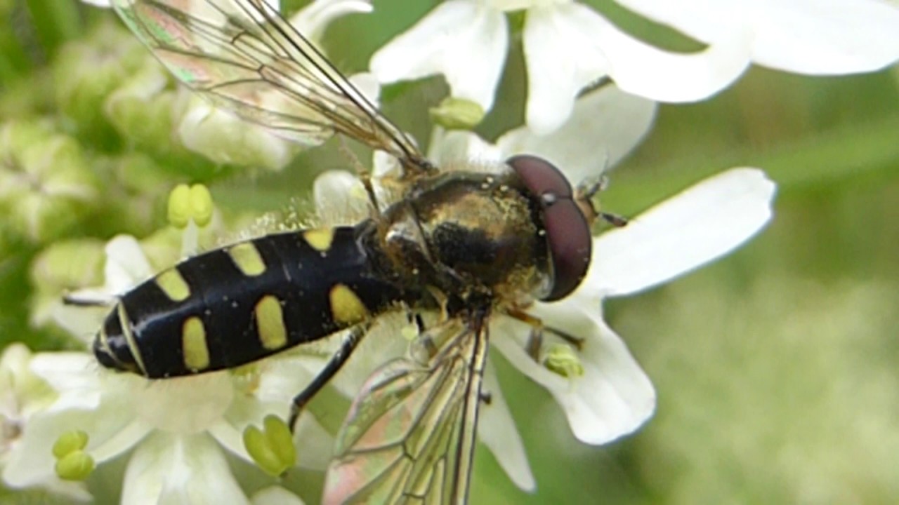 Slender syrphs - Melangyna labiatarum - Vorsveifa  - Sveifflugur - Skordýr