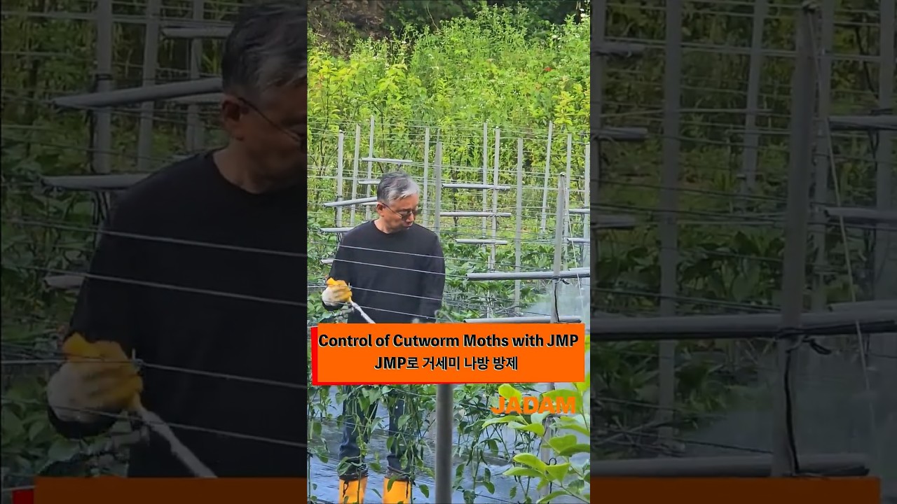 Control of Cutworm Moth with JMP- JMP로 담배거세미나방 방제 