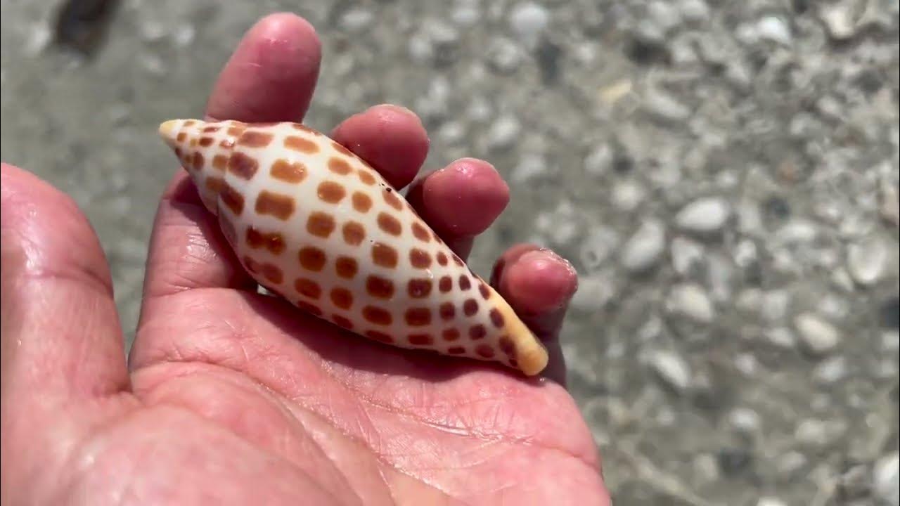 Amazing Junonia Shell Tigertail Beach Marco Island December 3, 2022