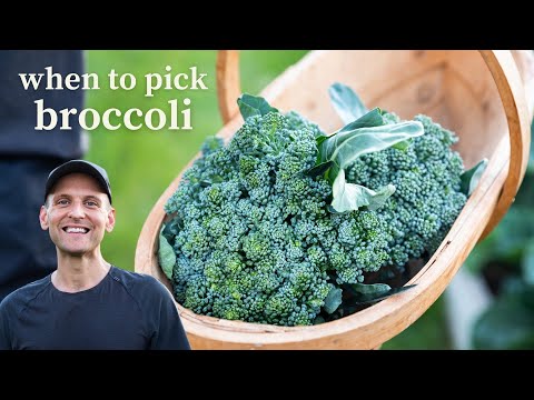 When Should You Pick Broccoli?