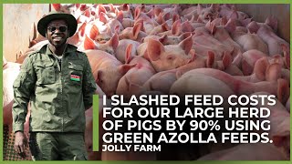'Revolutionary Farming in Kenya: How Azola Cut Our Pig Feed Costs by 90%!'