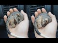 Farmer Saves Baby Possum From Freezing