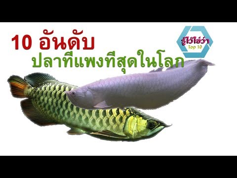 10 อันดับ ปลาสวยงาม ราคาแพงที่สุดในโลก