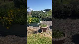 Secret Garden & Herb Gardens! #garden #herbal #flowers #tree #bee #arches #youtubeshorts #shorts