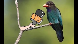 Tengkek buto masteran love bird ngekek panjang