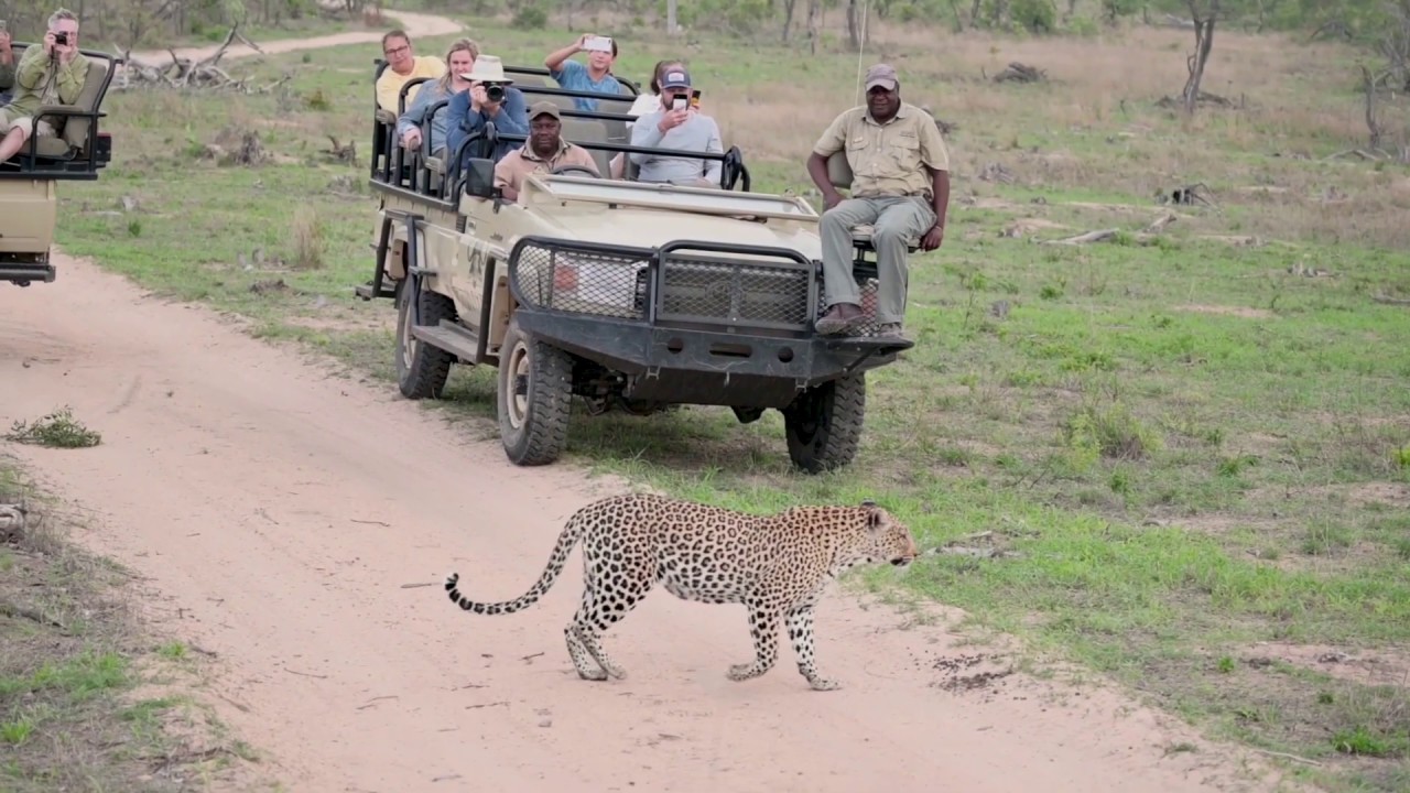 Nature’s Canvas - Inyati Game Lodge, Sabi Sands