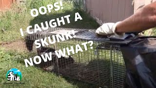Transfer Skunk From Trap To Trap. by Animal Trackers Wildlife 1,037 views 6 years ago 3 minutes, 11 seconds